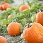 The Pumpkin Patch at Woodbine Farms